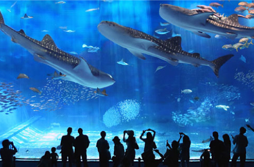 海洋博公園「美ら海水族館」。世界最大のジンベエザメがすぐ目の前！