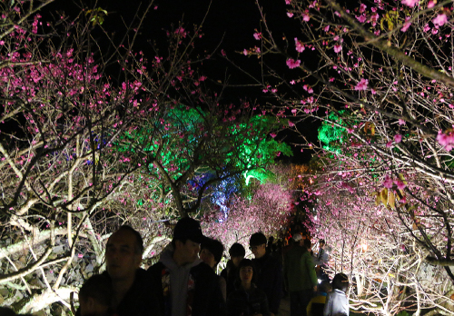 今帰仁グスク桜祭り のライトアップ夜桜を紹介します 沖縄の観光スポット ビーチまとめサイト